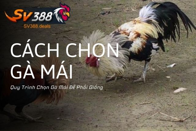 Quy Trình Chọn Gà Mái Để Phối Giống