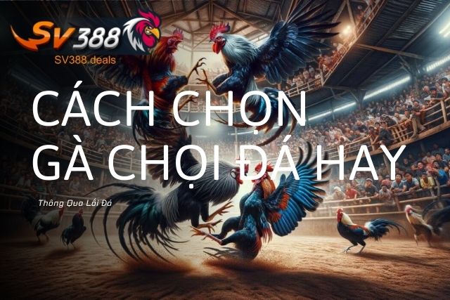 Cách Chọn Gà Chọi Đá Hay Thông Qua Lối Đá