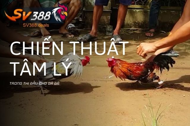 Chiến thuật tâm lý trong thi đấu cho gà đá