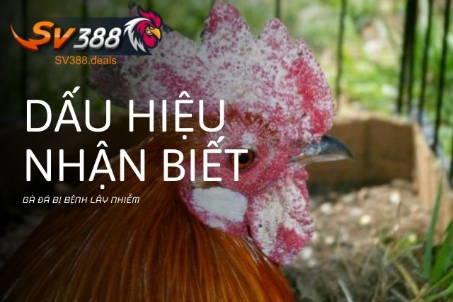 Các dấu hiệu nhận biết gà đá bị bệnh