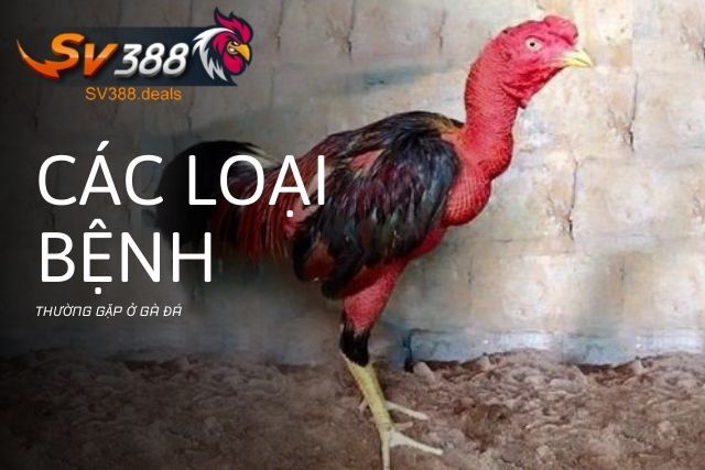 Các loại bệnh thường gặp ở gà đá