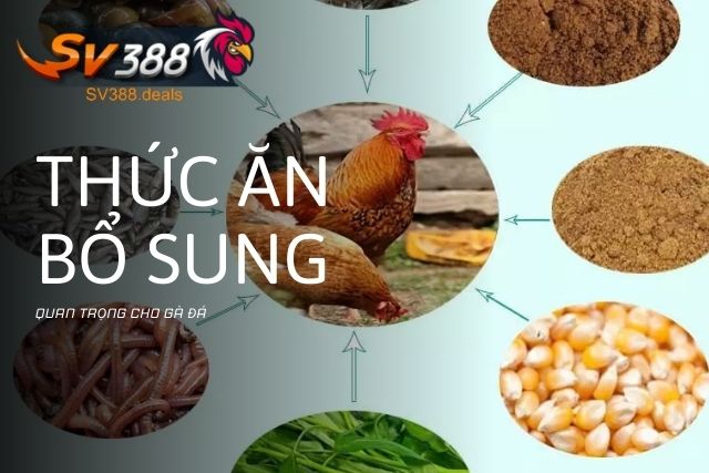 Thức ăn bổ sung quan trọng cho gà đá