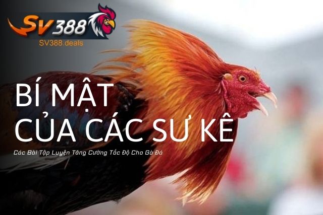 Bí Mật Của Các Sư Kê: Các Bài Tập Luyện Tăng Cường Tốc Độ Cho Gà Đá