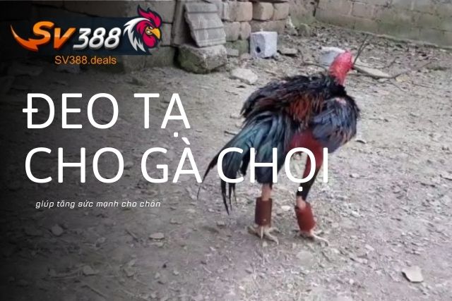 Đeo tạ cho gà chọi giúp tăng sức mạnh cho chân