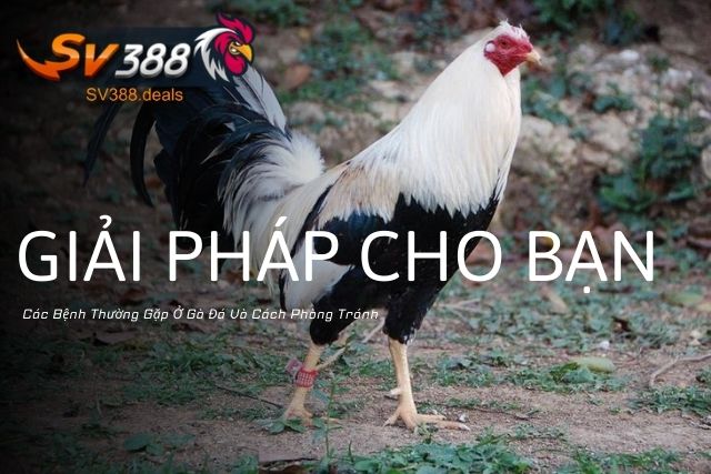 Các Bệnh Thường Gặp Ở Gà Đá Và Cách Phòng Tránh: Giải Pháp Cho Bạn