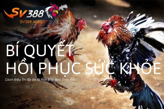 Cách Điều Trị Gà Đá Bị Kiệt Sức Sau Trận Đấu: Bí Quyết Hồi Phục Sức Khỏe