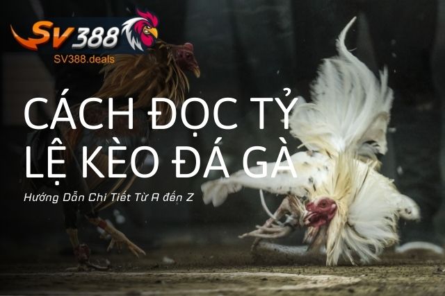 Cách Đọc Tỷ Lệ Kèo Đá Gà: Hướng Dẫn Chi Tiết Từ A đến Z