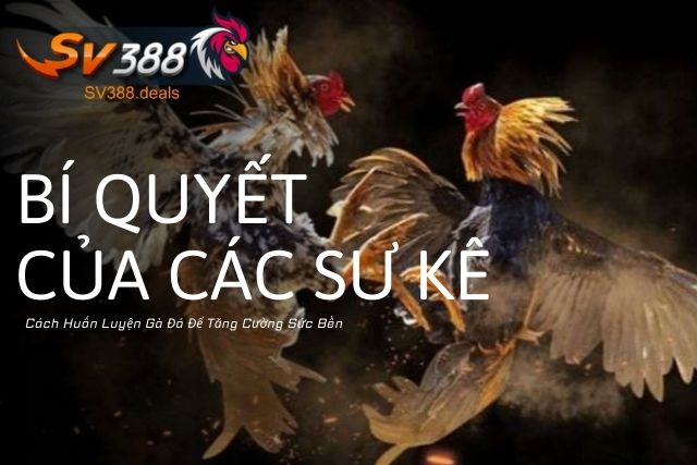 Cách Huấn Luyện Gà Đá Để Tăng Cường Sức Bền: Bí Quyết Của Các Sư Kê