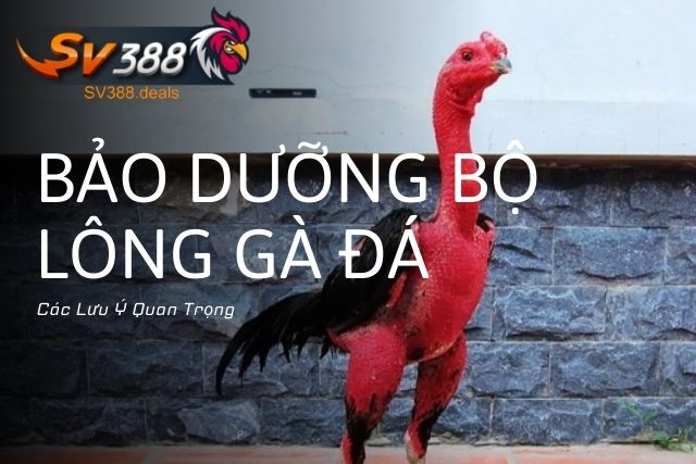 Các Lưu Ý Quan Trọng 