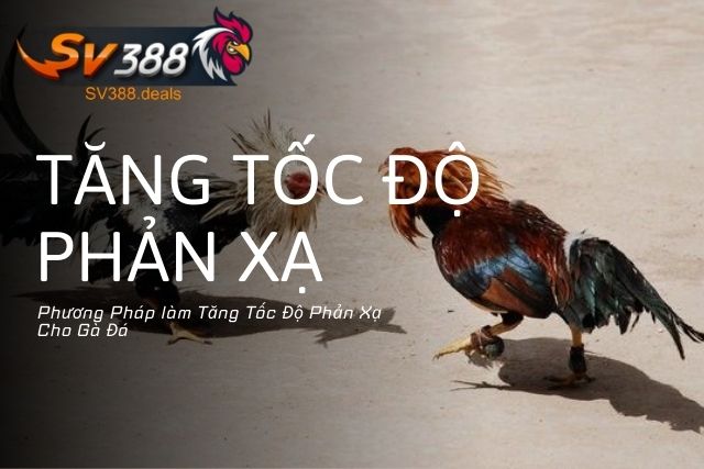 Phương Pháp làm Tăng Tốc Độ Phản Xạ Cho Gà Đá