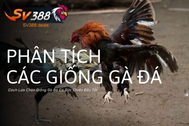 Cách Lựa Chọn Giống Gà Đá Có Sức Chiến Đấu Tốt: Phân Tích Các Giống Gà Đá