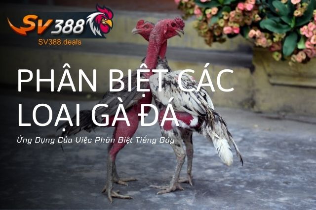 Ứng Dụng Của Việc Phân Biệt Tiếng Gáy