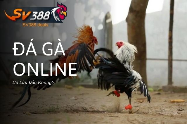 Đá Gà Online Có Lừa Đảo Không? Cách Nhận Biết Và Tránh Rủi Ro