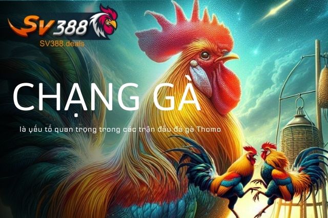 Chạng gà là yếu tố quan trọng trong các trận đấu đá gà Thomo