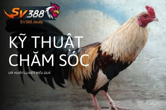 Kỹ thuật chăm sóc và huấn luyện hiệu quả