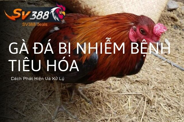 Cách Phát Hiện Và Xử Lý Gà Đá Bị Nhiễm Bệnh Tiêu Hóa