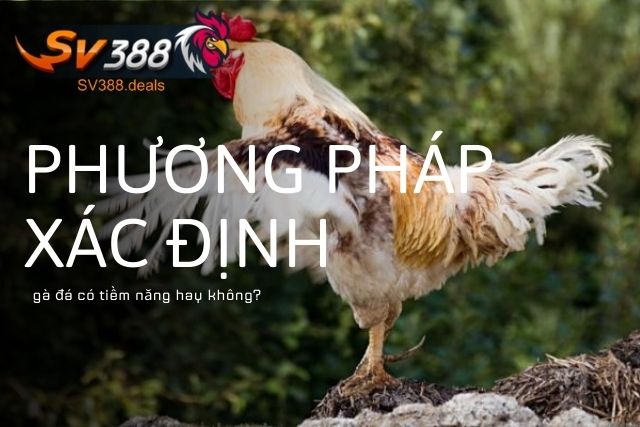 Phương pháp xác định gà đá có tiềm năng hay không?