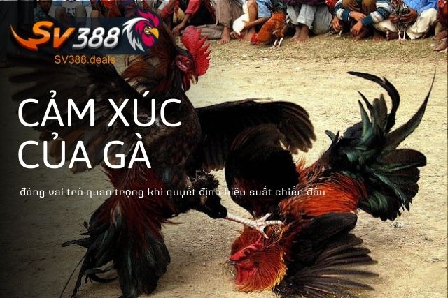 Cảm xúc của gà cũng đóng vai trò quan trọng trong việc quyết định hiệu suất chiến đấu