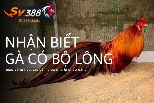 Gà khét có bộ lông màu vàng nâu, tạo cảm giác như bị cháy nắng