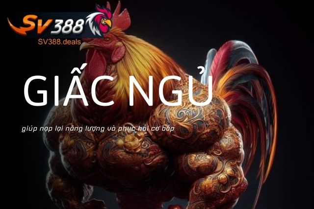 Giấc ngủ giúp nạp lại năng lượng và phục hồi cơ bắp