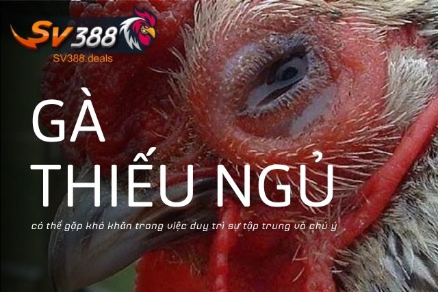 Gà thiếu ngủ có thể gặp khó khăn trong việc duy trì sự tập trung và chú ý