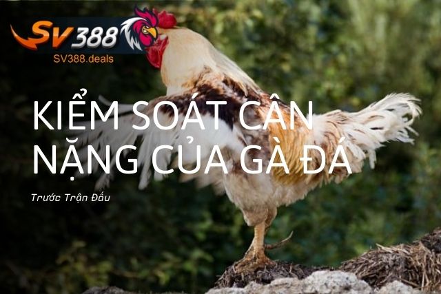 Cách Kiểm Soát Cân Nặng Của Gà Đá Trước Trận Đấu