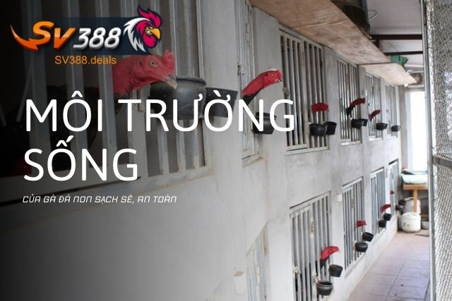 Môi trường sống cho gà đá non sạch sẽ, an toàn