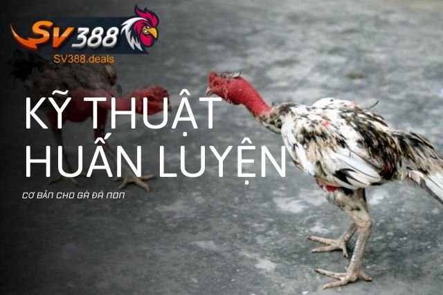 Kỹ thuật huấn luyện cơ bản cho gà đá non