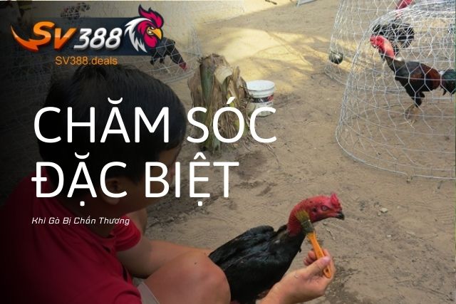 Chăm sóc đặc biệt khi gà bị chấn thương