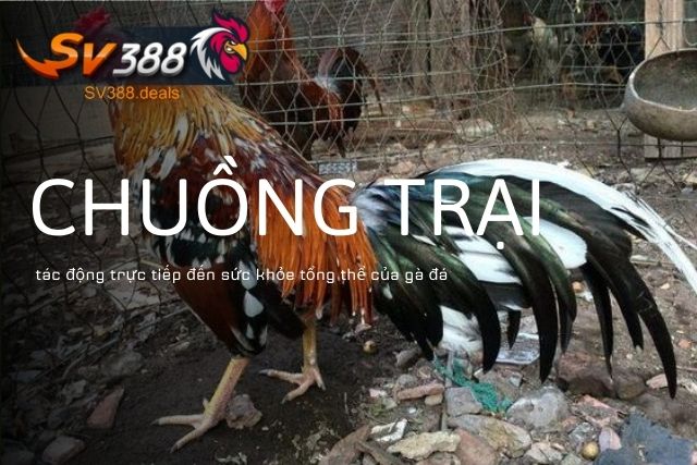 Chuồng trại tác động trực tiếp đến sức khỏe tổng thể của gà đá