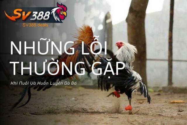 Những lỗi thường gặp khi nuôi và huấn luyện gà đá.