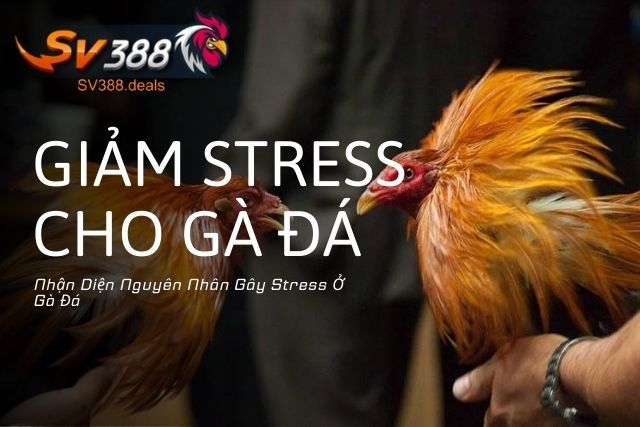 Nhận Diện Nguyên Nhân Gây Stress Ở Gà Đá