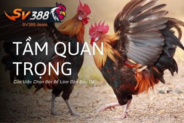 Tầm Quan Trọng Của Việc Chọn Đất Để Làm Sân Đấu Gà